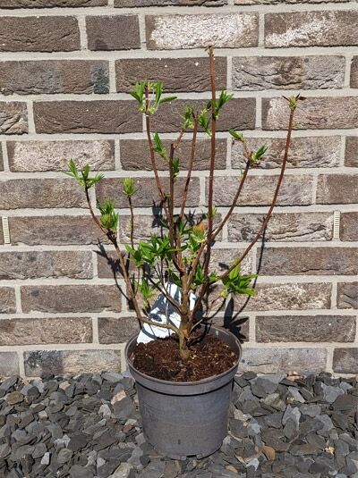 Laubabwerfende Azalee 'Rumba' (Azalea luteum) 40–50 cm C5 im Topf, verzweigter Strauch mit frischem Austrieb.