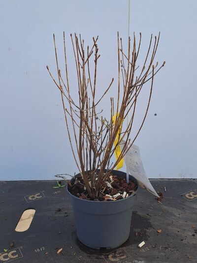 Enkianthus campanulatus (Glockige Prachtglocke) 40–50 cm C3, laubabwerfender Strauch im Topf mit mehreren braunen Trieben.