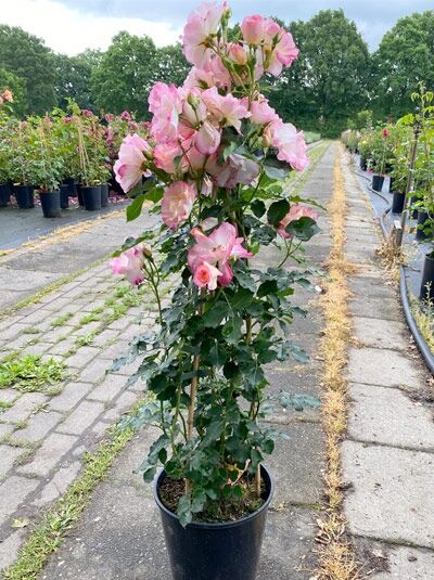 Rosa 'Konfetti' ® / Kletterrose 'Konfetti' ® C5 im Topf, aufrechter Wuchs mit rosafarbenen Blüten und grünem Laub