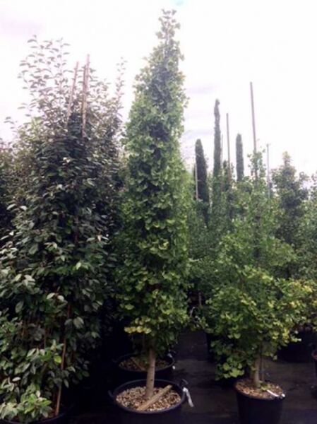 Ginkgo biloba 'Princeton Sentry' / Säulen-Fächerblattbaum, säulenförmiger Baum im Container C50, 300–350 cm, mit grünen Blättern