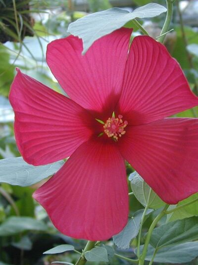 Sumpf-Eibisch / Hibiscus palustris