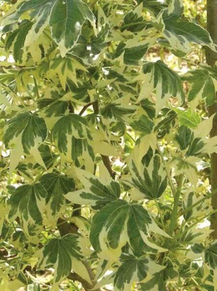 Liquidambar styraciflua 'Variegata' (Buntlaubiger Amberbaum), grün-creme panaschierte, handförmig gelappte Blätter am Zweig.
