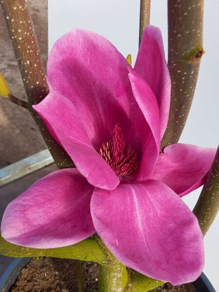Tulpenmagnolie ’Shirazz‘ / Magnolia ‘Shirazz‘