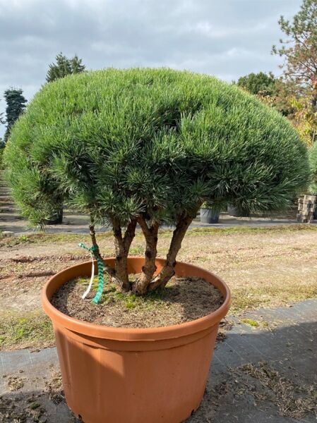 Pinus sylvestris 'Watereri' Breit 140 cm x Hoch 120 cm (Nr. 1157) / Strauch-Wald-Kiefer (Schirmform)