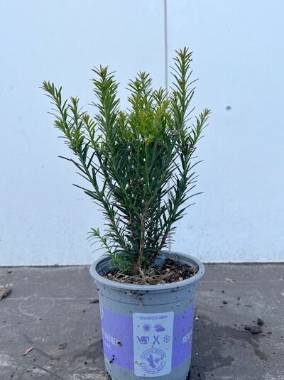 Eibe 'Renke's Kleiner Grüner' ® - Taxus baccata 'Renke's Kleiner Grüner' ®
