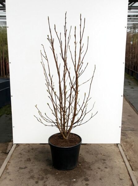 Magnolia liliiflora 'Susan' / Rote Tulpenmagnolie 'Susan', mehrstämmiger Strauch im Container, 125-150 cm, C20