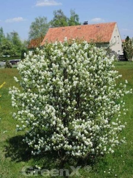 Echte Felsenbirne / Gemeine Felsenbirne / Amelanchier rotundifolia / Amelanchier ovalis