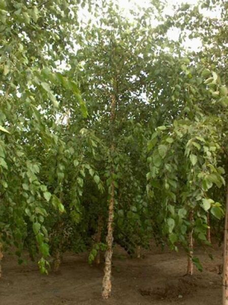 Schwarz-Birke (Betula nigra) Hochstamm, 20-25 StU, mit Drahtballen; schlanker Stamm mit lockerem grünen Laub.
