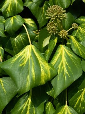 pflanze elefantenohr kaufen Künstliche Pflanze Elefantenohr Alocasia inkl. Ziertopf, schwarz kaufen main image 0