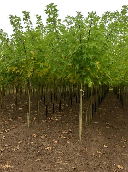 Silber-Ahorn (Acer saccharinum) Hochstamm 16-18 StU mit Drahtballen, Jungbaum mit grünem Laub in Baumschule-Reihe.