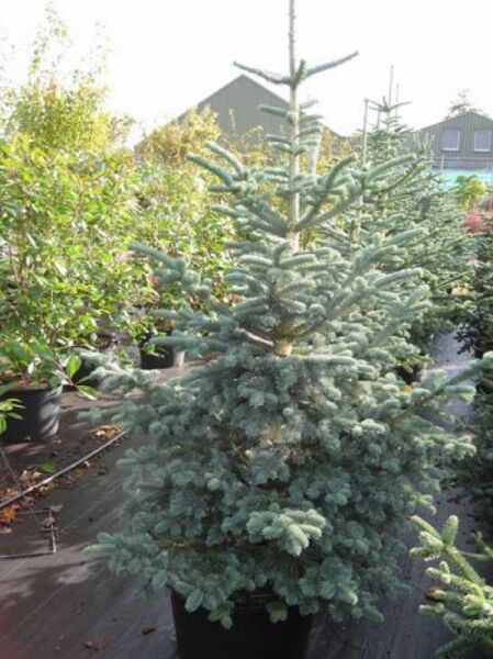 Abies lasiocarpa arizonica (Kork-Tanne) 150-175 cm C70, immergrüner Nadelbaum im Container mit blaugrünen Nadeln.