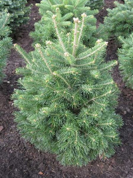 Abies lasiocarpa 'Green Globe' / Kugel-Korksilbertanne / Kugel- Felsengebirgstanne