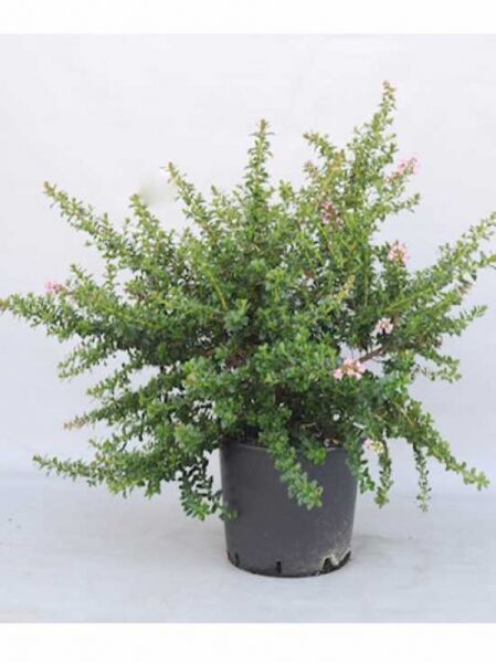 Escallonie 'Apple Blossum' / Escallonie 'Apple Blossum'