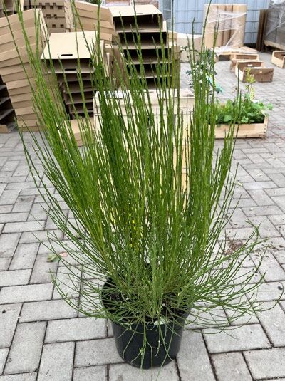 Cytisus scoparius 'Burkwoodii' / Edelginster 'Burkwoodii' 60-80 cm C10 im Topf, aufrechter grüner Strauch mit feinen Trieben