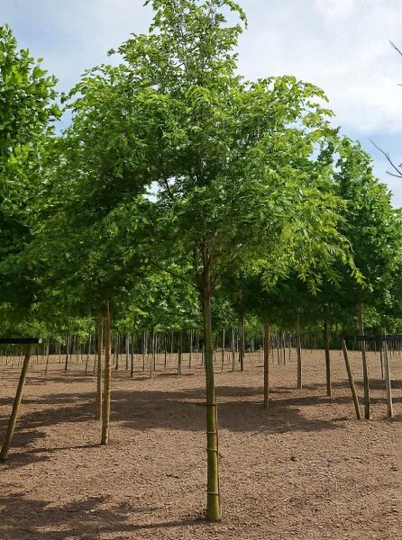 Zelkova serrata (Japanische Zelkove) Hochstamm, 25–30 StU, mit Drahtballen, Baum mit dicht belaubter Krone.