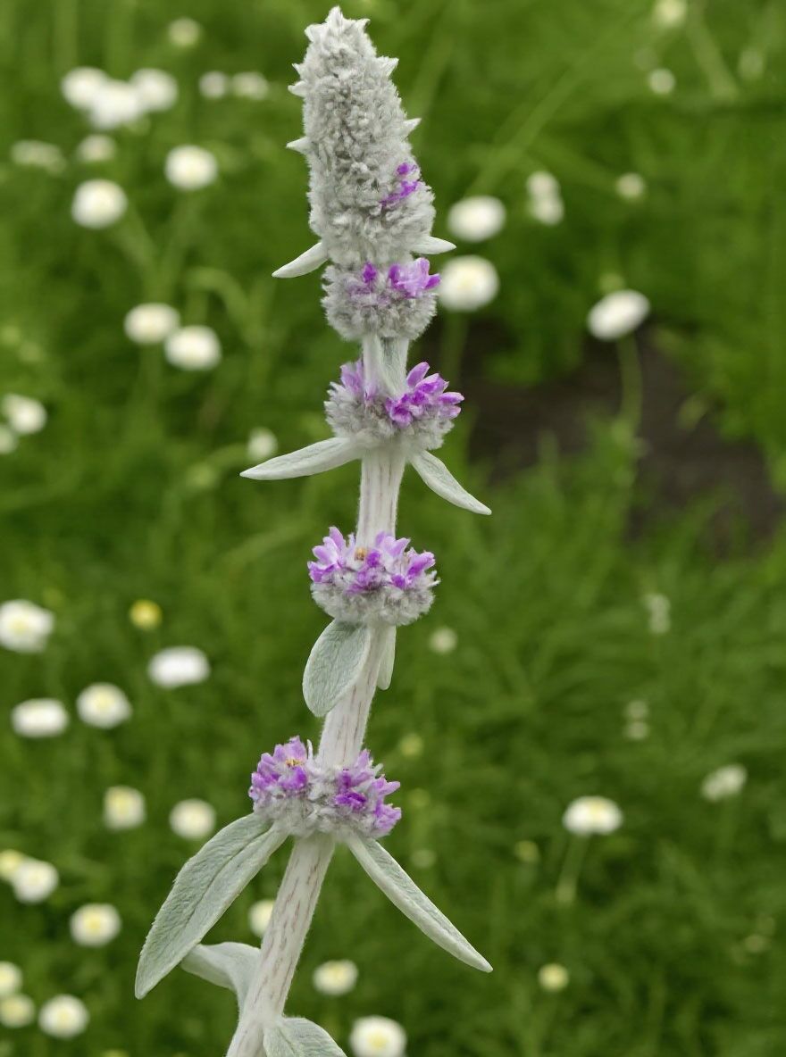 Teppich-Wollziest / Eselsohr 'Big Ears' - Stachys byzantina 'Big Ears'