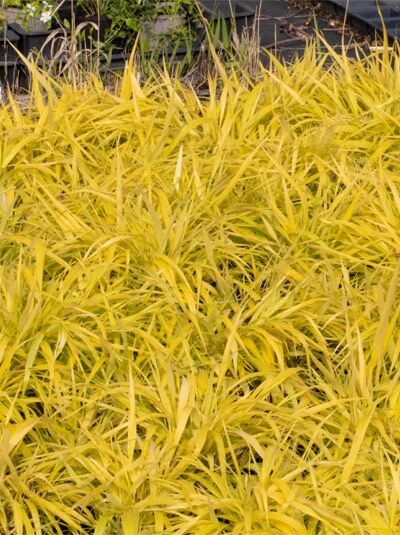 Japanisches Berggras 'Sunflare ®' - Hakonechloa macra 'Sunflare ®'