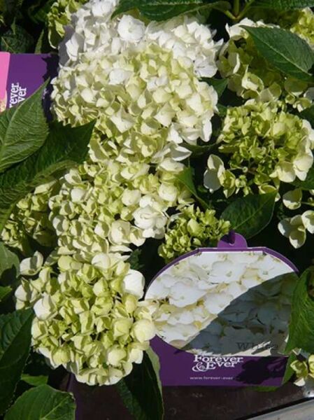 Hydrangea macrophylla 'Forever & Ever White ®' / Bauern-Hortensie 'Forever & Ever White'