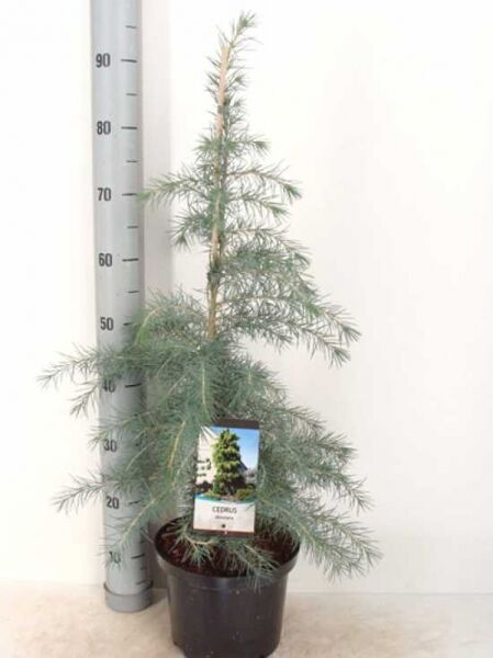 Cedrus deodara (Himalaja-Zeder) 60–80 cm im C5-Topf, junger Nadelbaum mit blaugrünen Nadeln und aufrechtem Trieb.