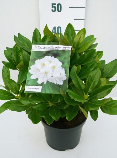 Rhododendron Hybride 'Cunningham's White' (Rhododendron 'Cunningham's White') 30–40 cm C5 im Topf mit grünem Laub