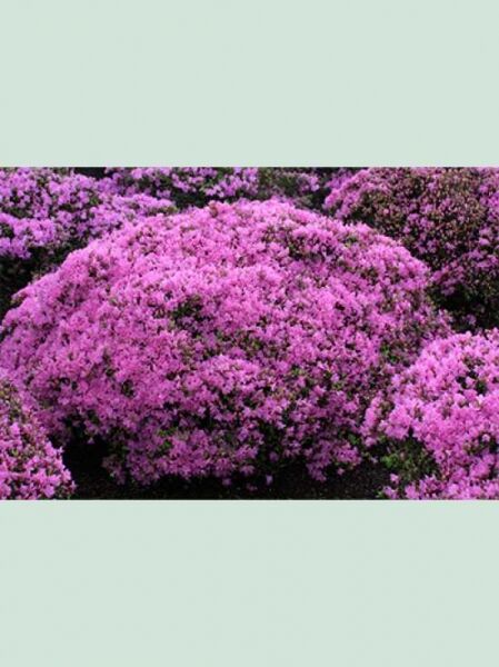 Rhododendron obtusum 'Diamant' purpur / Japanische Azalee 'Diamant' purpur