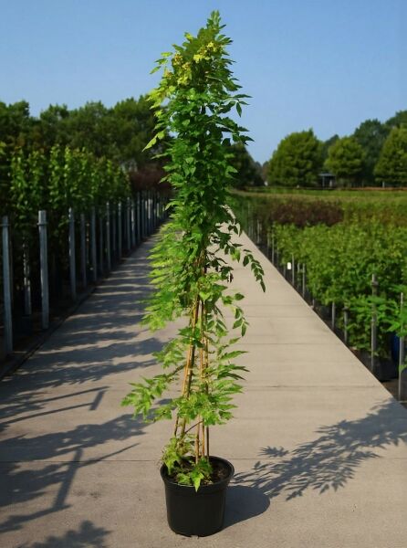 Wisteria sinensis ‘Prolific’ / Chinesischer Blauregen ‘Prolific’ 175-200 cm C10, Kletterpflanze im Topf mit Rankstäben
