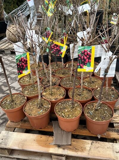 Zwerg-kirsche 'Stella Compact' / Prunus avium 'Stella Compact'