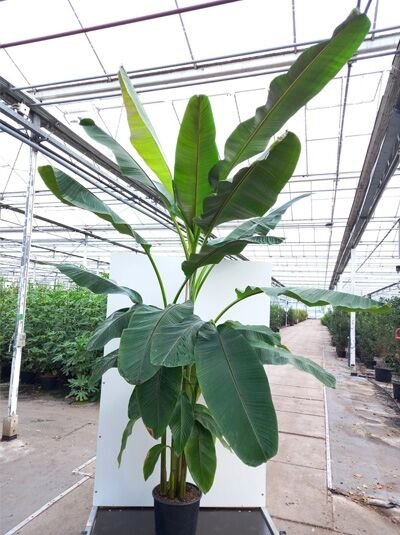 calathea stromata Calathea Triostar (Stromanthe Sanguinea)