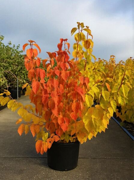 Cornus sanguinea 'Magic Flame' (Roter Hartriegel) 100-125 cm C20, Strauch im Container mit orange-gelbem Laub