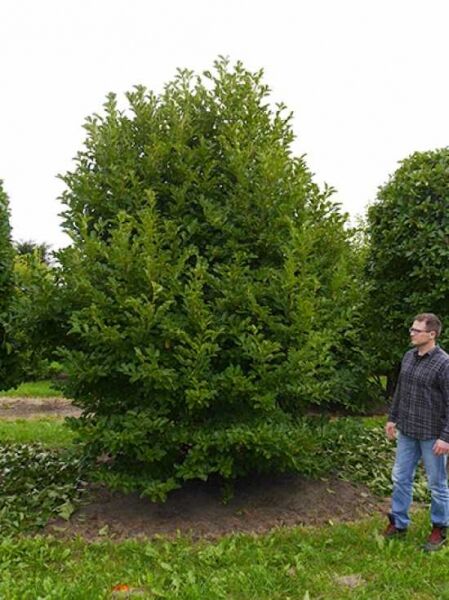 Magnolia stellata 'Royal Star' / Stern-Magnolie 'Royal Star' 400-450 cm m. Db., Solitär mit dichtem, grünen Laub
