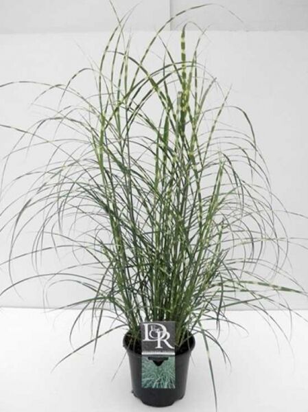 Miscanthus sinensis 'Little Zebra' / Kleines Zebraschilf 'Little Zebra' C3 im Topf mit schmalen, bogig überhängenden Blättern
