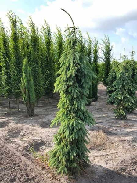 Picea omorika 'Pendula' / Serbische Hängefichte, 175-200 cm m. B., schlanke Hängeform mit herabhängenden grünen Nadeln
