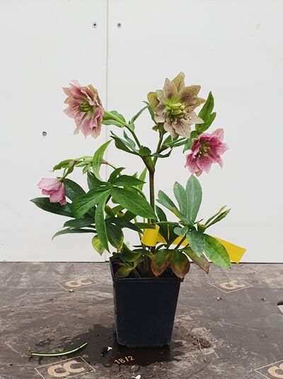 Lenzrose Helleborus Orientalis-Hybride 'Red Hybrids' im P9-Topf, grüne Blätter und rosarote Blüten.