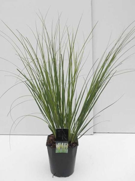 Mini-Pampas / Mini-Pampas