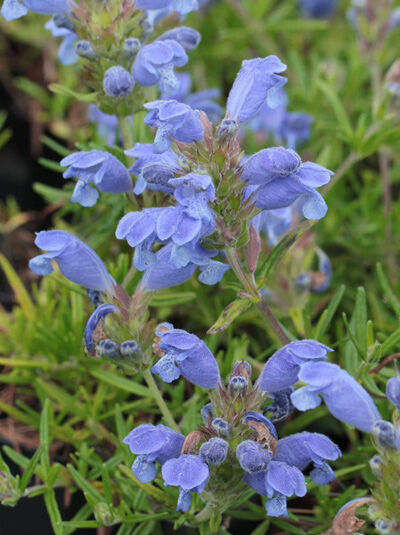 Drachenkopf 'Fuji Blue' / Dracocephalum argunense 'Fuji Blue' kaufen