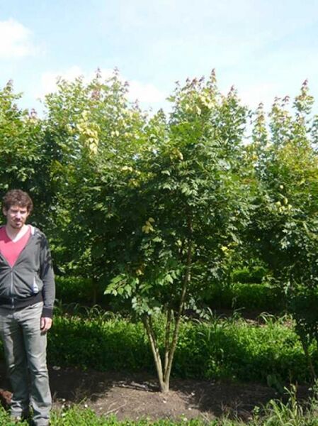 Blasenesche / Blasenbaum / Chinesischer Lackbaum 'mehrstämmig' / Blasenesche / Blasenbaum / Chinesischer Lackbaum 'mehrstämmig'