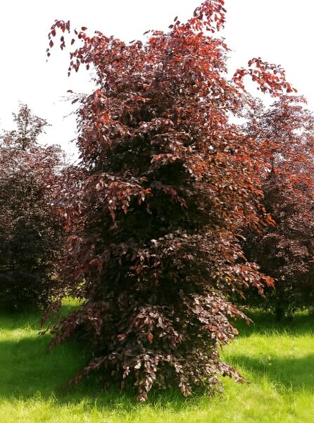 Blutbuche (Fagus sylvatica 'Atropurpurea') 450–500 cm mit Db., Baum mit dunkelrotem Laub und breit ausladender Krone.