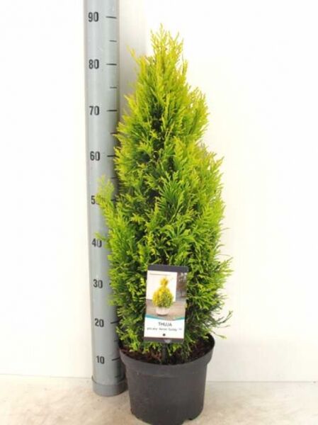 Thuja plicata '4ever Goldy' / Gelber Lebensbaum '4ever Goldy' 60–80 cm C5 im Topf, gelbgrünes Nadelgehölz, kegelförmig
