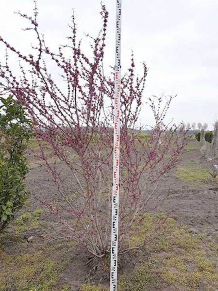 Amerikanischer Judasbaum (Cercis canadensis) 200-250 cm m. Db., mehrstämmiger Strauch mit rötlichen Blütenknospen am Holz