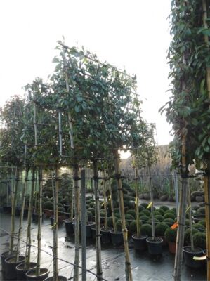 Glanzmispel 'Hochstamm-Spalier' H:120 B:150 T:10 (Stamm 200 cm) - Photinia  fraseri