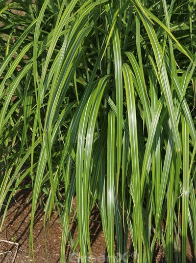 GartenSchilf 'Luc André Lepage' / Miscanthus sinensis var. condensatus