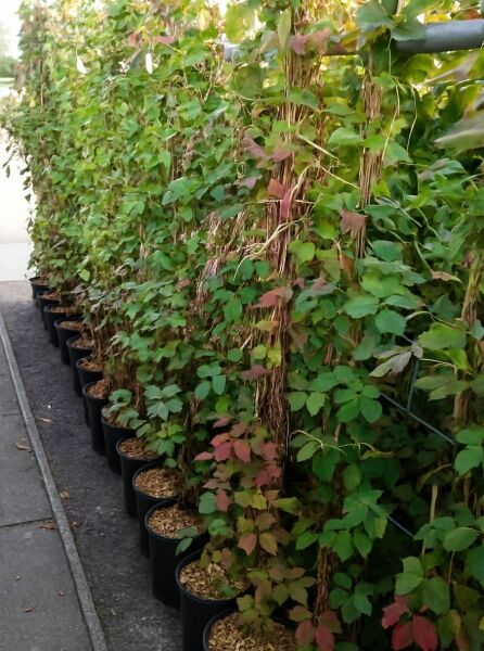 Parthenocissus tricuspidata 'Veitchii' / Dreilappige Jungfernrebe 'Veitchii' 175-200 cm C7 im Topf, rankend am Spalier