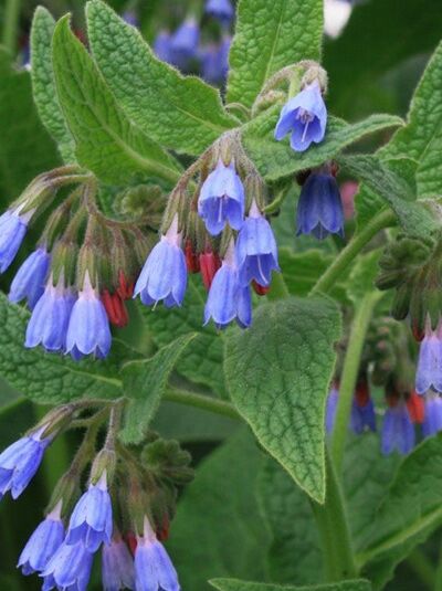 Blauer Beinwell / Wallwurz / Symphytum azureum