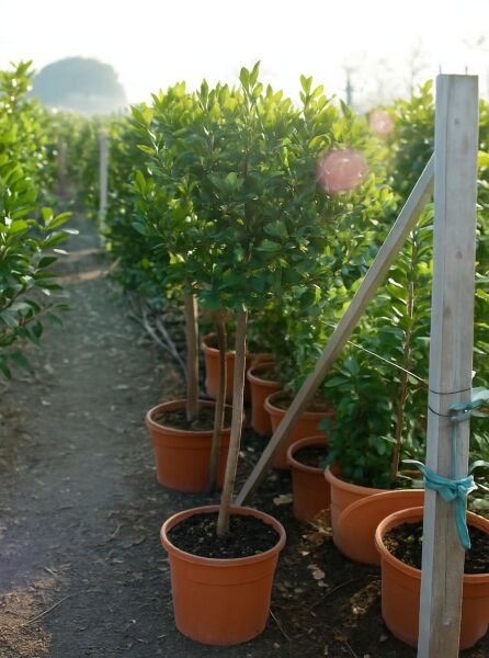 Westlicher Erdbeerbaum (Arbutus unedo) als Hochstamm ca. 80 cm, im Topf C25, mit grünem Laub in Baumschule.