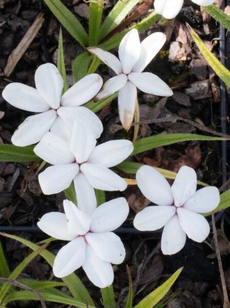 Grasstern 'Alba' / Rhodohypoxis baurii 'Alba'
