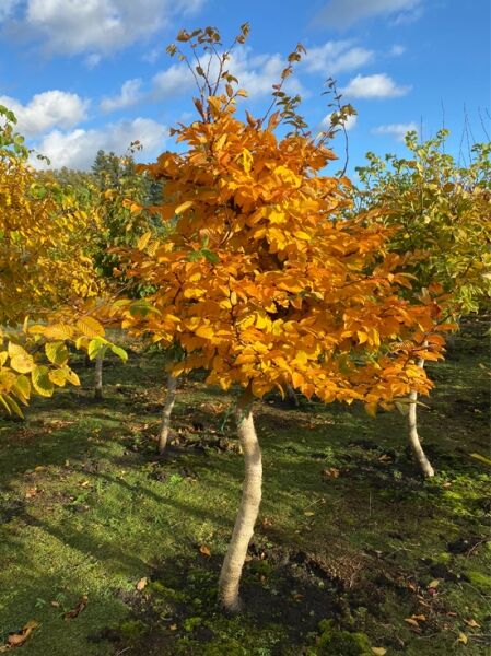Carpinus betulus (Hainbuche) Charakterbaum Nr. 1398, 125 cm Stamm, Krone ca. 180–200 cm breit, Herbstlaub in Orange-Gelb.