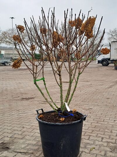 Rispen-Hortensie 'Silver Dollar' 'schirmform' 125-150 cm / Hydrangea paniculata 'Silver Dollar' (1567273)