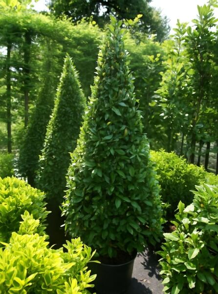 Laurus nobilis 'Pyramide' / Echter Küchenlorbeer 'Pyramide', pyramidenförmig geschnittener Lorbeer im Topf, 175–200 cm, C70