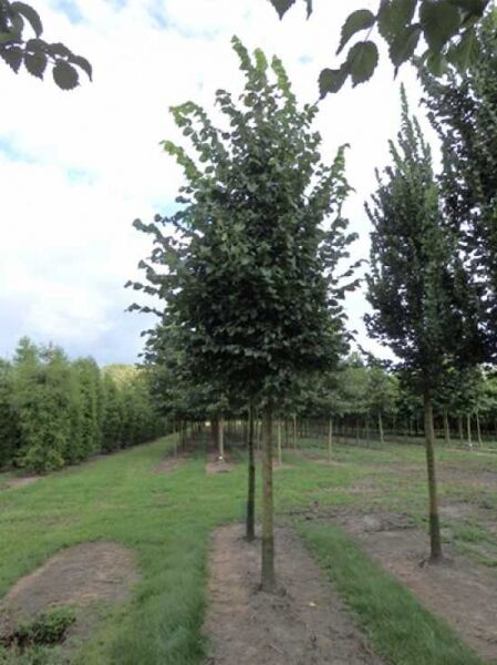 Ulme 'Dodoens' / Ulmus 'Dodoens'
