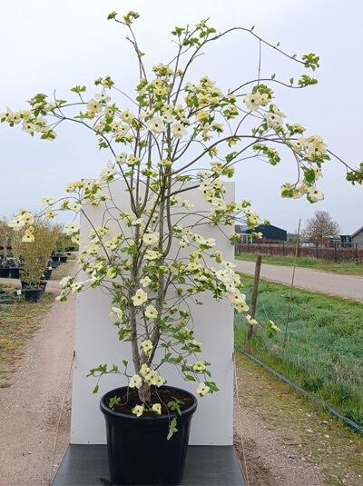 Nuttalls Blüten-Hartriegel 'Eddie's White Wonder' - Cornus nuttallii 'Eddie's White Wonder'